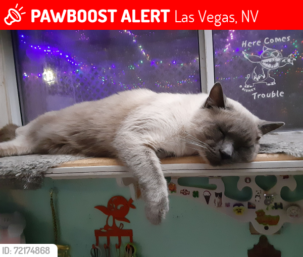 Lost Male Cat last seen Lee st. & Shenandoah , Las Vegas, NV 89156