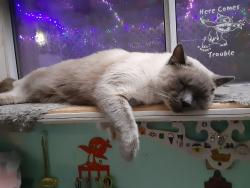 Lost Male Cat last seen Lee st. & Shenandoah , Las Vegas, NV 89156