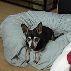 Lost Male Dog last seen St Lucie Shores Dr, Palm City, FL 34990