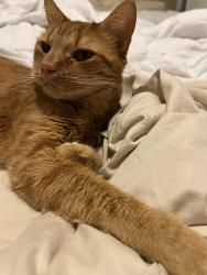 Reunited Male Cat last seen Alcott Dr., Sacramento, CA 95820