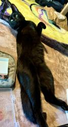 Lost Male Cat last seen Kramer RD NW, Key Center, WA 98329