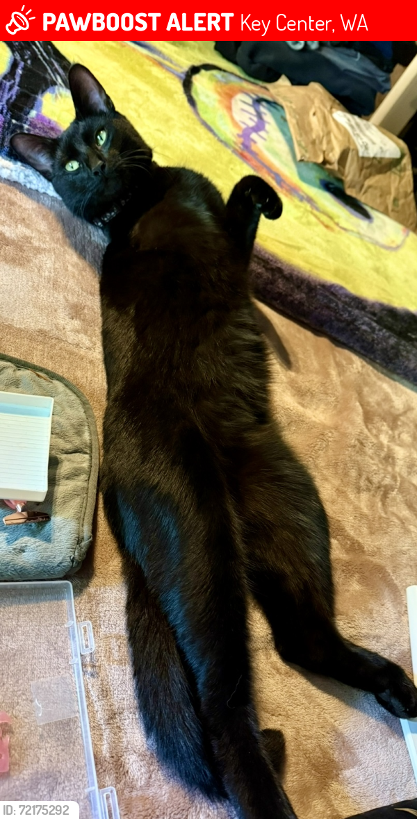 Lost Male Cat last seen Kramer RD NW, Key Center, WA 98329