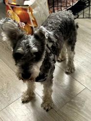 Lost Male Dog last seen Greenville ave, Dallas, TX 75231