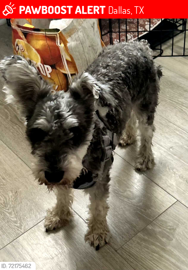 Lost Male Dog last seen Greenville ave, Dallas, TX 75231