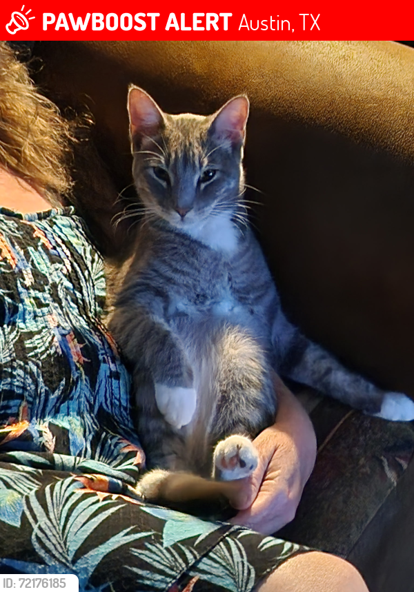 Lost Male Cat last seen AAA STORAGE CIRCLE DRIVE, Austin, TX 78736