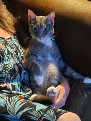 Lost Male Cat last seen AAA STORAGE CIRCLE DRIVE, Austin, TX 78736