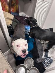 Lost Male Dog last seen Cutler Ave., Albuquerque, NM 87110