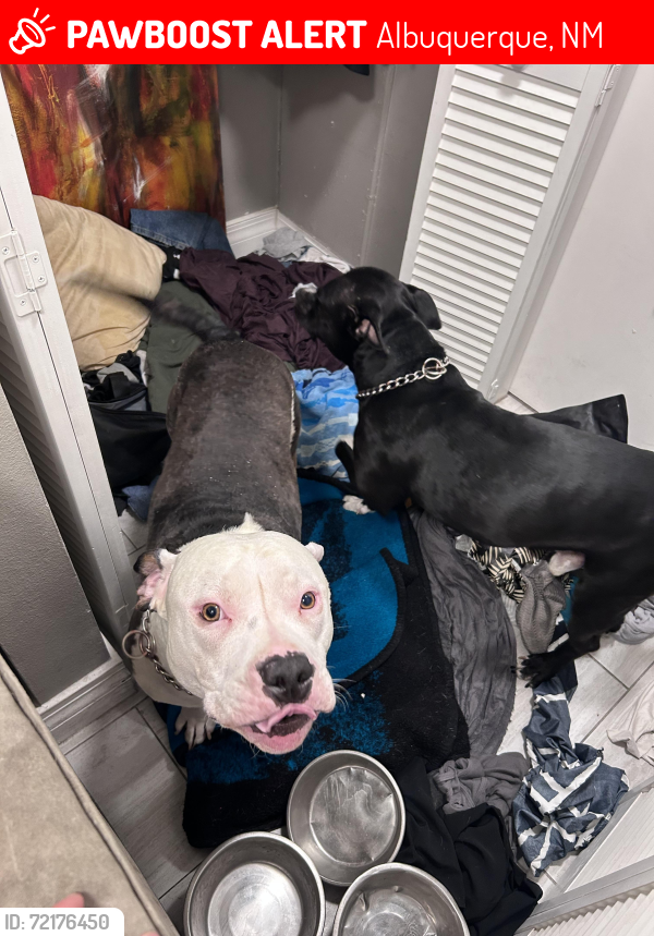 Lost Male Dog last seen Cutler Ave., Albuquerque, NM 87110