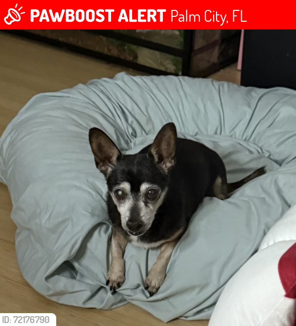 Lost Male Dog last seen Near SW SAINT LUCIE SHORES DR, Palm City, FL 34990