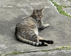 Lost Male Cat last seen Kalihi Street between Numana Rd. and Papali St., Honolulu, HI 96819