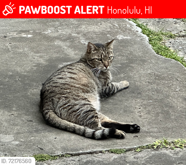 Lost Male Cat last seen Kalihi Street between Numana Rd. and Papali St., Honolulu, HI 96819