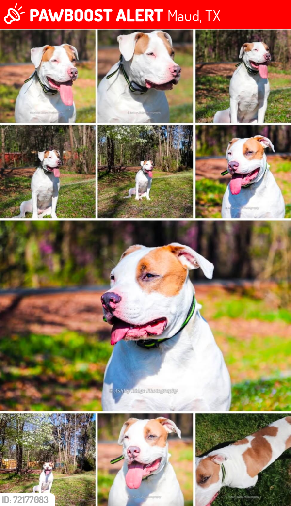 Lost Male Dog last seen Train tracks, Maud, TX 75567
