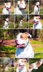 Lost Male Dog last seen Train tracks, Maud, TX 75567