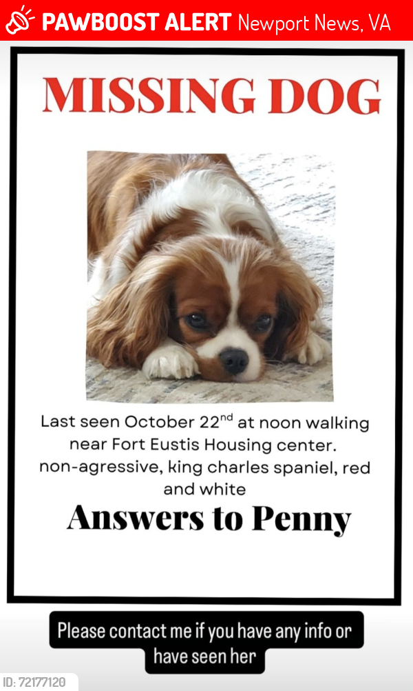 Lost Female Dog last seen Fort Eustis, Newport News, VA 23604