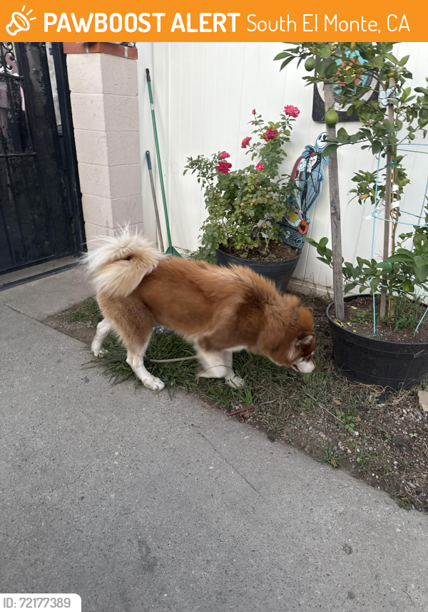 Found/Stray Male Dog last seen Potrero Ave, South El Monte, CA 91733