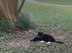 Lost Female Cat last seen Wheeler Drive and Redcoat Drive , Charlotte, NC 28211