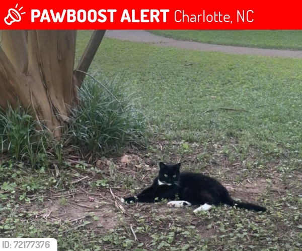 Lost Female Cat last seen Wheeler Drive and Redcoat Drive , Charlotte, NC 28211