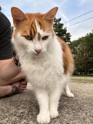 Lost Male Cat last seen Between Savannah Ridge and Joe B Jackson, Murfreesboro, TN 37127