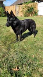 Lost Female Dog last seen Augusta & Edgewood or Olympia Drive, Lima, OH 45805
