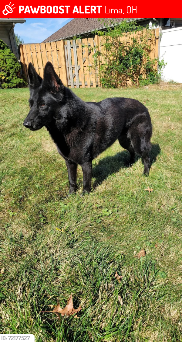 Lost Female Dog last seen Augusta & Edgewood or Olympia Drive, Lima, OH 45805