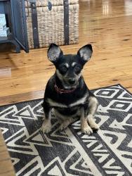Lost Female Dog last seen Hi Ridge Rd and Johnson Lake Rd, Eucalyptus Hills, CA 92040