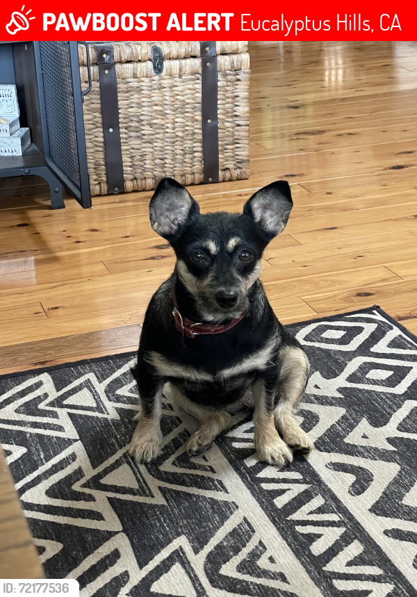 Lost Female Dog last seen Hi Ridge Rd and Johnson Lake Rd, Eucalyptus Hills, CA 92040