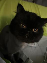 Lost Male Cat last seen Bailey Ave, San Antonio, TX 78210