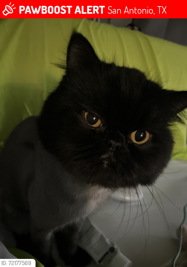 Lost Male Cat last seen Bailey Ave, San Antonio, TX 78210