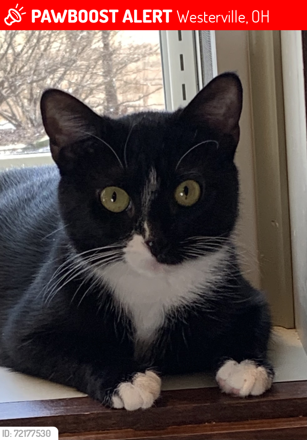 Lost Female Cat last seen E.College Ave. and Massey, Westerville, Westerville, OH 43081