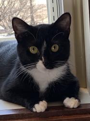 Lost Female Cat last seen E.College Ave. and Massey, Westerville , Westerville, OH 43081