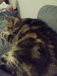Lost Female Cat last seen Lincoln , Norton Shores, MI 49441