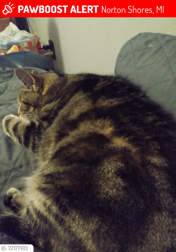 Lost Female Cat last seen Lincoln, Norton Shores, MI 49441