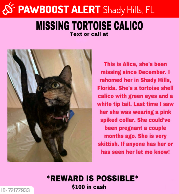 Lost Female Cat last seen Shady hills, Shady Hills, FL 34609