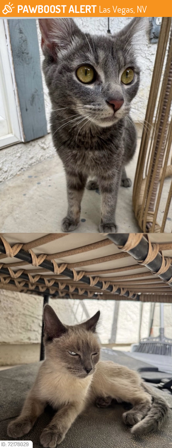 Wa Rav Cat Las Vegas, NV Stray Female Cat Found Near N Buffalo Dr & W Washington ...
