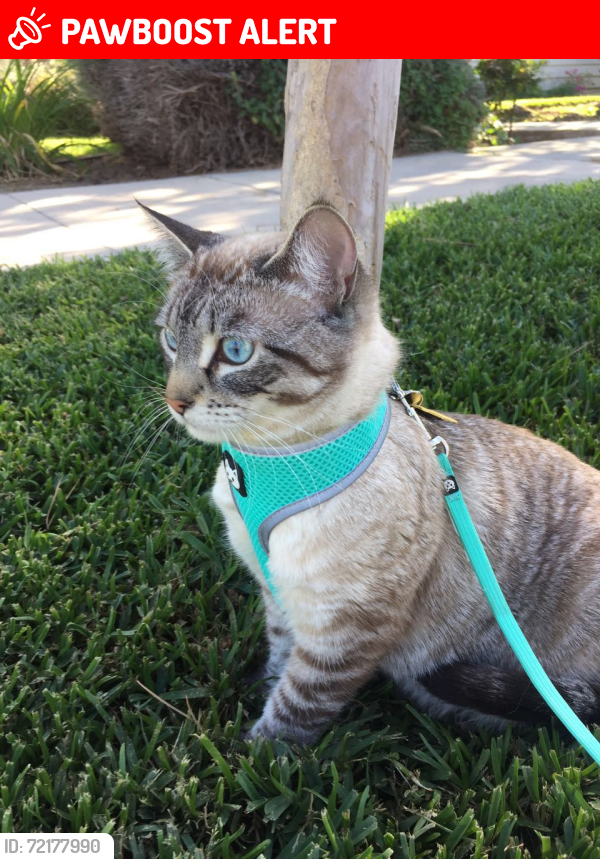 Lost Male Cat last seen Garden terrace ln, Hacienda Heights, CA 91745