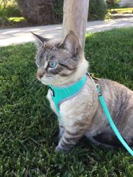 Lost Male Cat last seen Garden terrace ln, Hacienda Heights, CA 91745