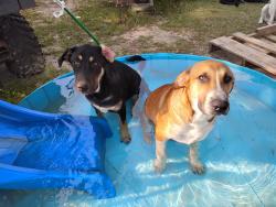 Lost Male Dog last seen Off Campflowers Rd. Near the BCSO shooting range, Youngstown, FL 32466