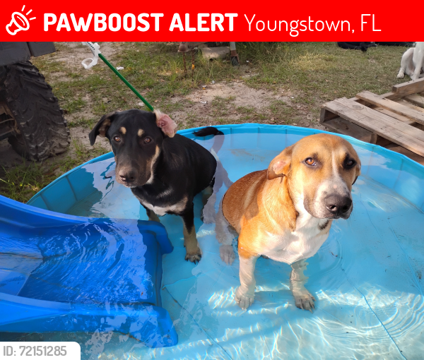 Lost Male Dog last seen Off Campflowers Rd. Near the BCSO shooting range, Youngstown, FL 32466