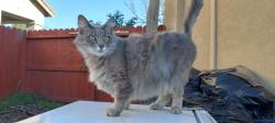 Lost Female Cat last seen Oneil Ave & Voyager Way, Hayward, CA 94544