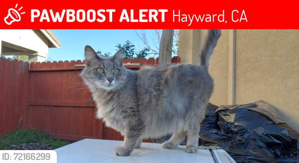 Lost Female Cat last seen Oneil Ave & Voyager Way, Hayward, CA 94544