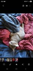 Lost Male Cat last seen Near and Alfred McCammon Rd, Maryville, TN 37804