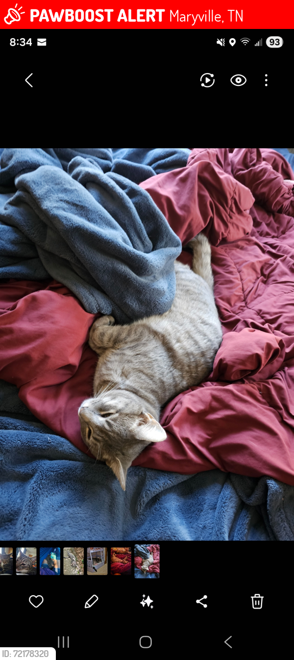 Lost Male Cat last seen Near and Alfred McCammon Rd, Maryville, TN 37804