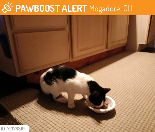Found/Stray Unknown Cat last seen Mogadore reservoir , Mogadore, OH 44260