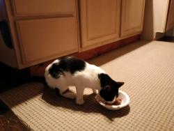 Found/Stray Unknown Cat last seen Mogadore reservoir , Mogadore, OH 44260