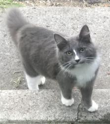 Lost Male Cat last seen Gadsden regional hospital , Gadsden, AL 35903