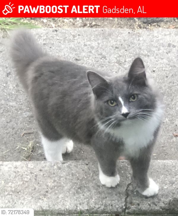 Lost Male Cat last seen Gadsden regional hospital , Gadsden, AL 35903