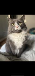 Lost Male Cat last seen Near Scenic Ridge Rd Elkins, WV  26241 United States, Elkins, WV 26241