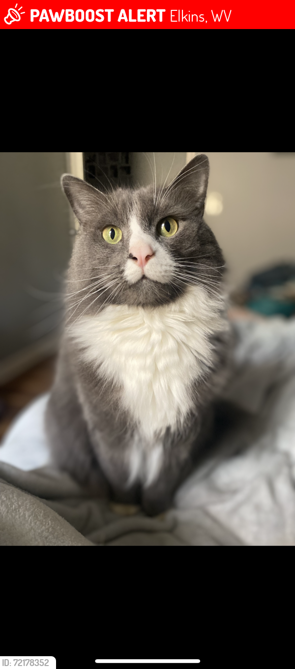 Lost Male Cat last seen Near Scenic Ridge Rd Elkins, WV  26241 United States, Elkins, WV 26241