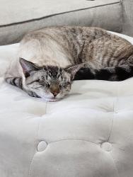Lost Male Cat last seen Piermain and O'Meara, Houston, TX 77025