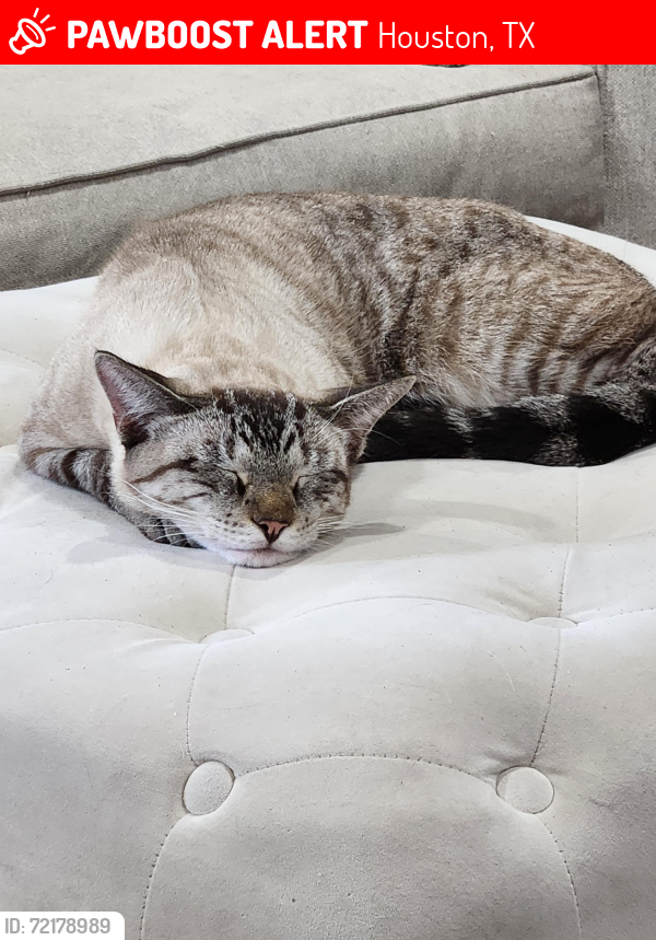 Lost Male Cat last seen Piermain and O'Meara, Houston, TX 77025